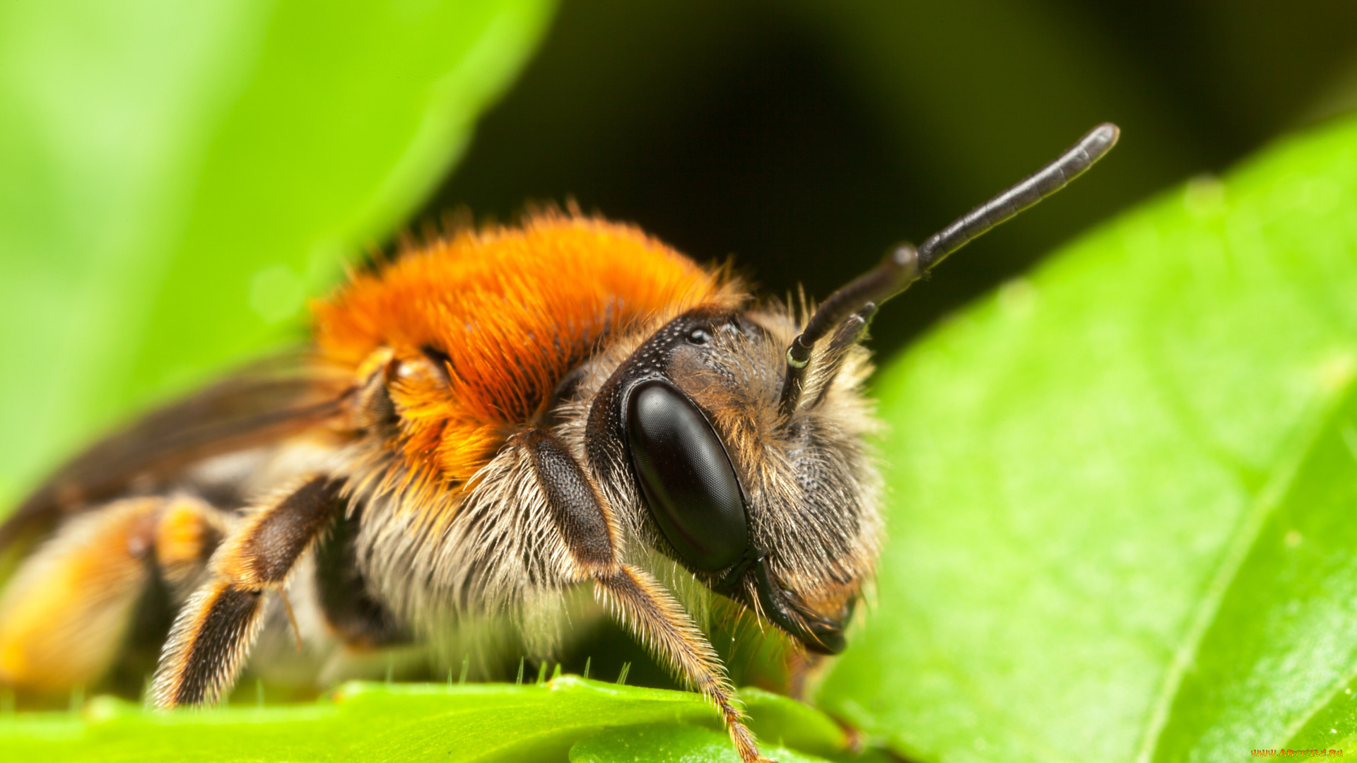 животные, пчелы, , осы, , шмели, пчела