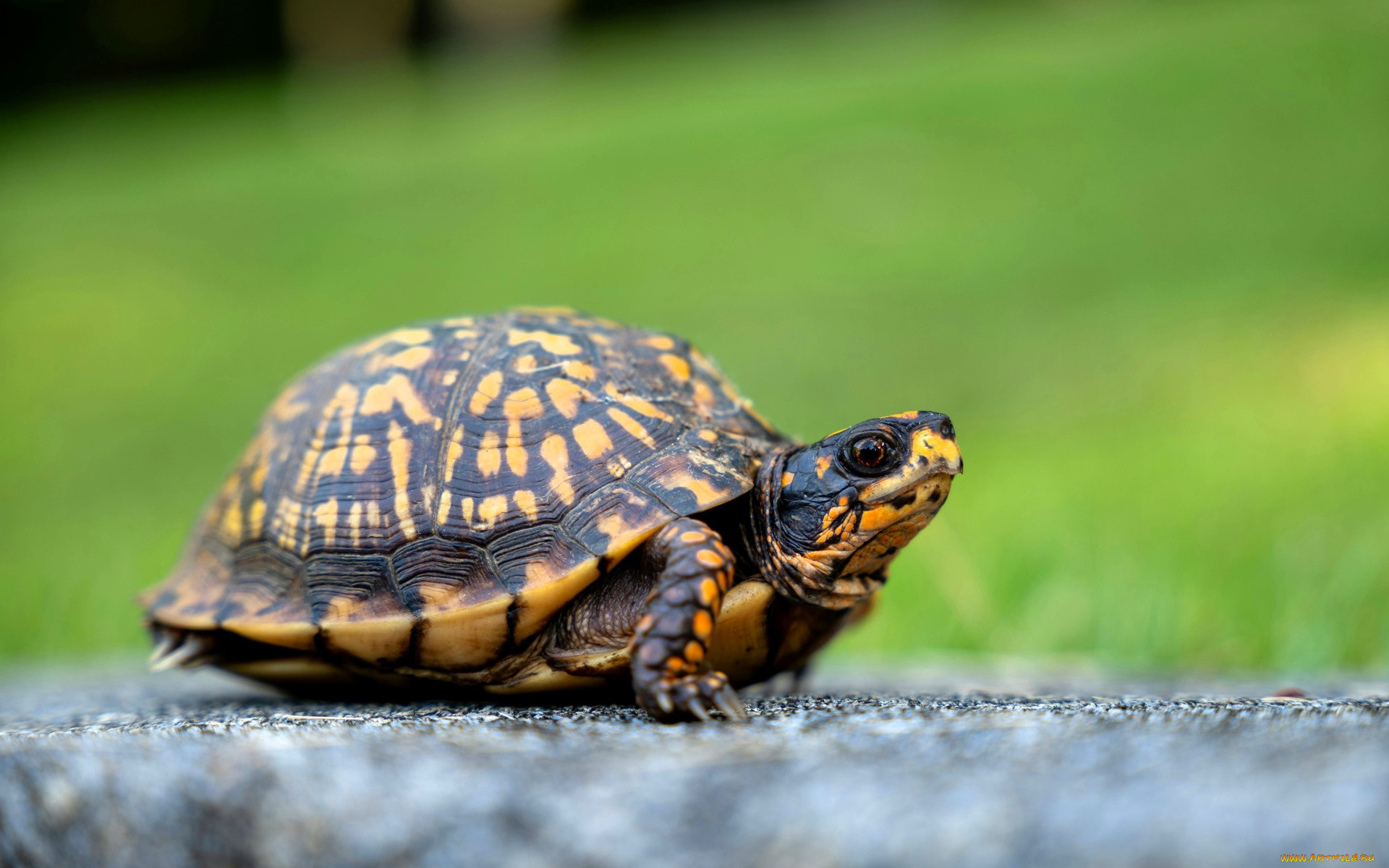 животные, черепахи, черепаха, лужайка