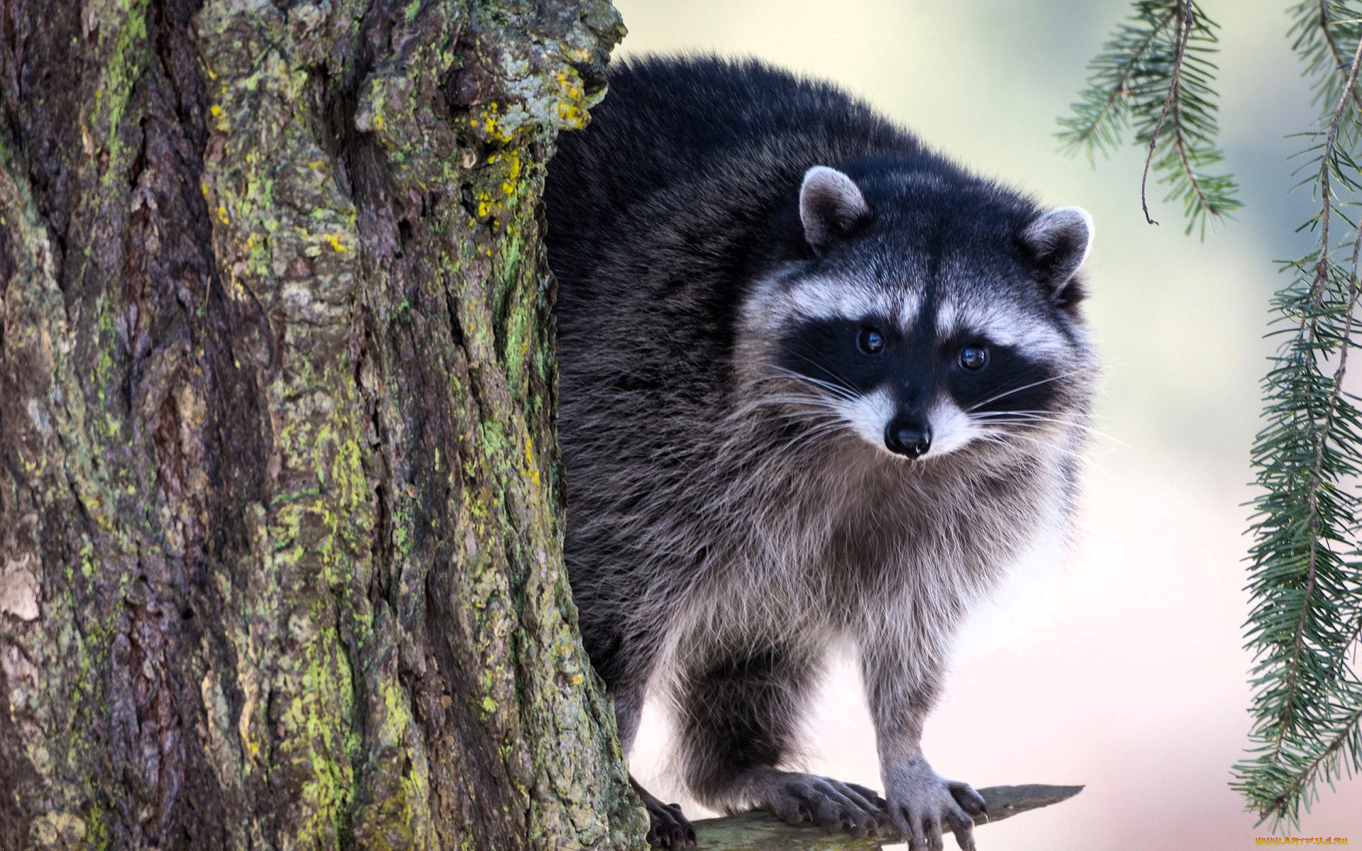 животные, еноты, енот, дерево, снег, хвоя