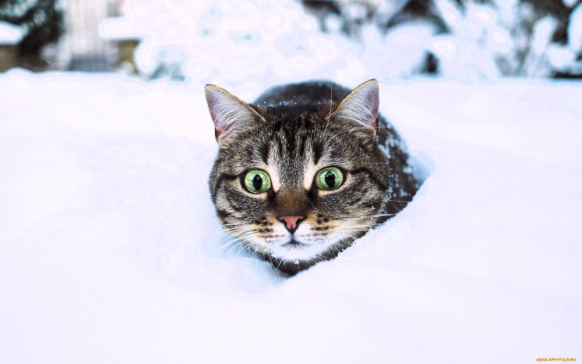 животные, коты, кот, голова, снег, зима