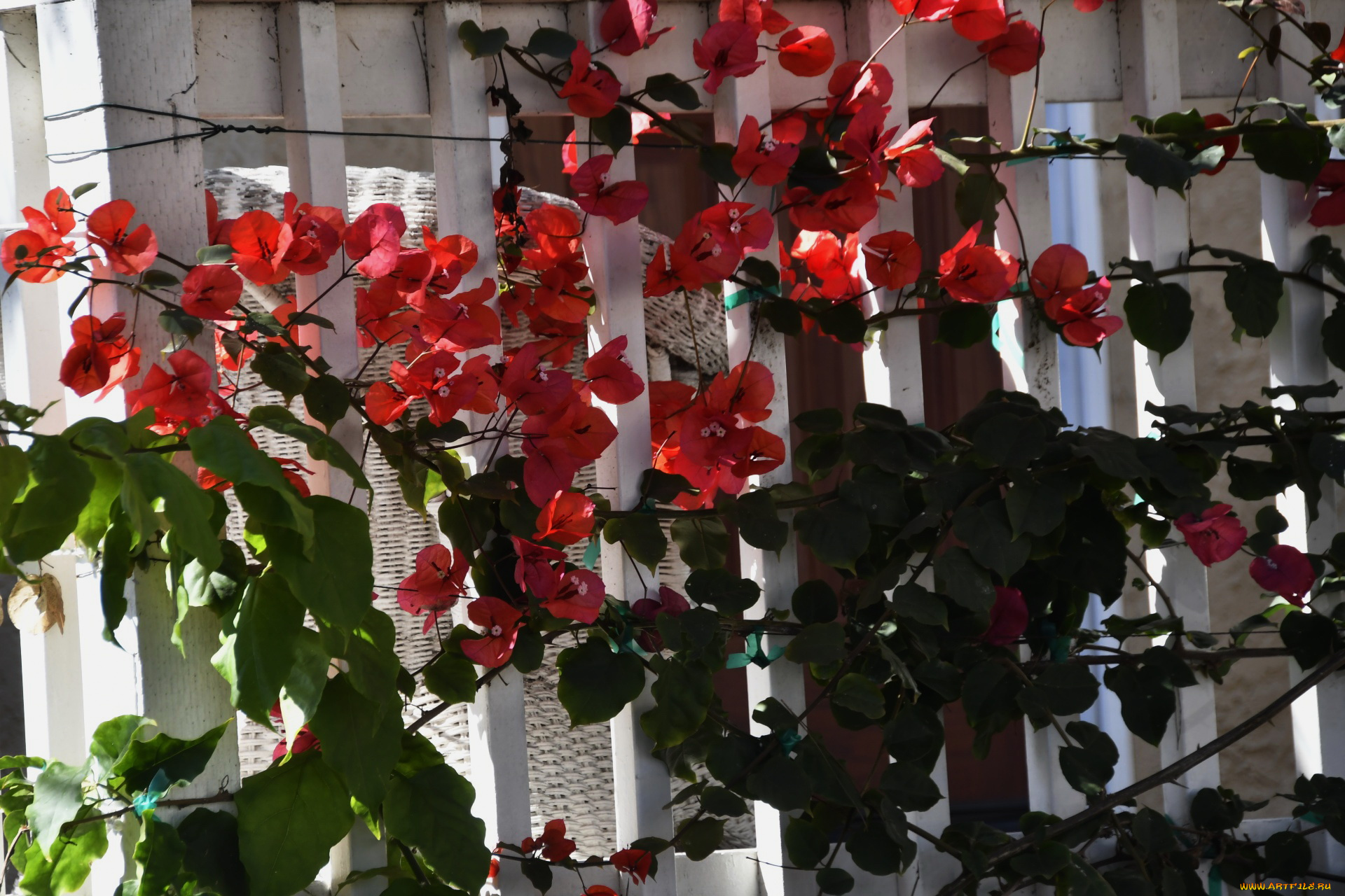 цветы, бугенвиллея, красная, бугенвилея, листья