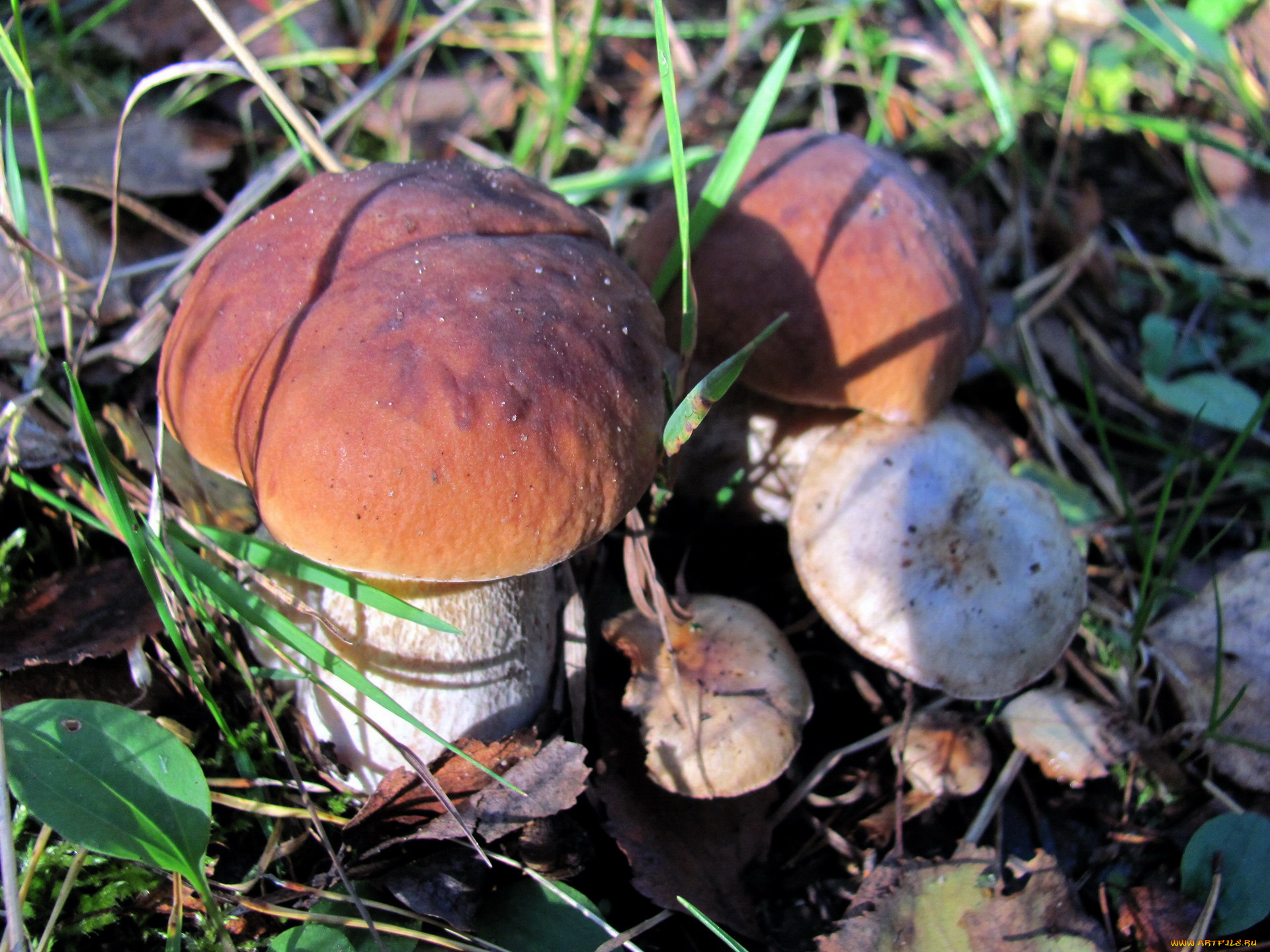 природа, грибы, боровики