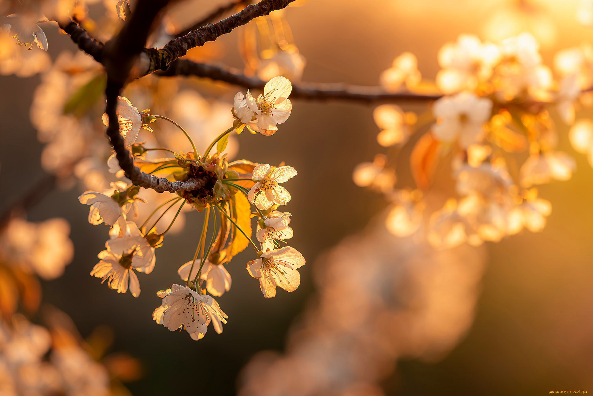 цветы, сакура, , вишня, весна
