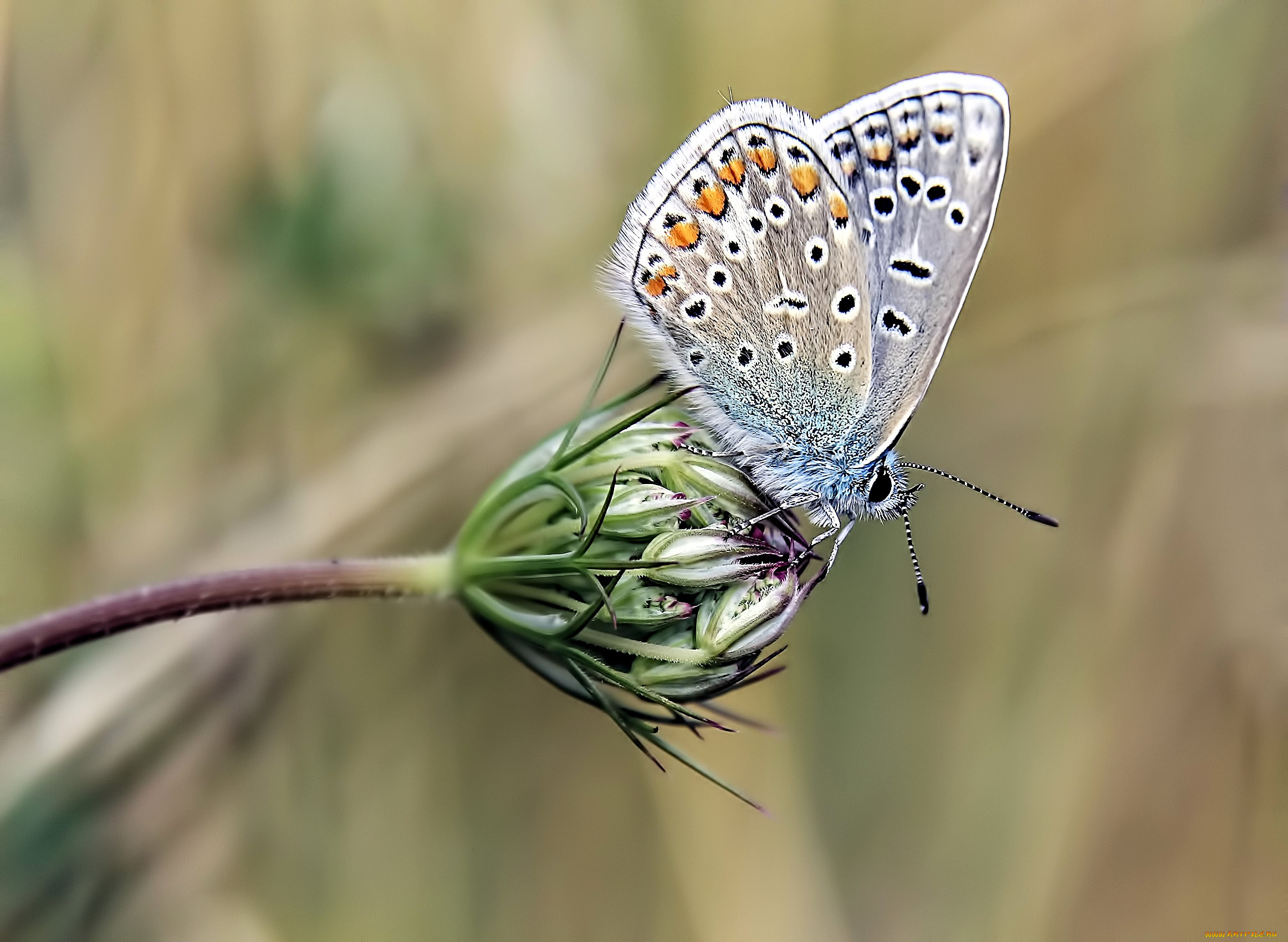 животные, бабочки, , мотыльки, , моли, бабочка, цветок