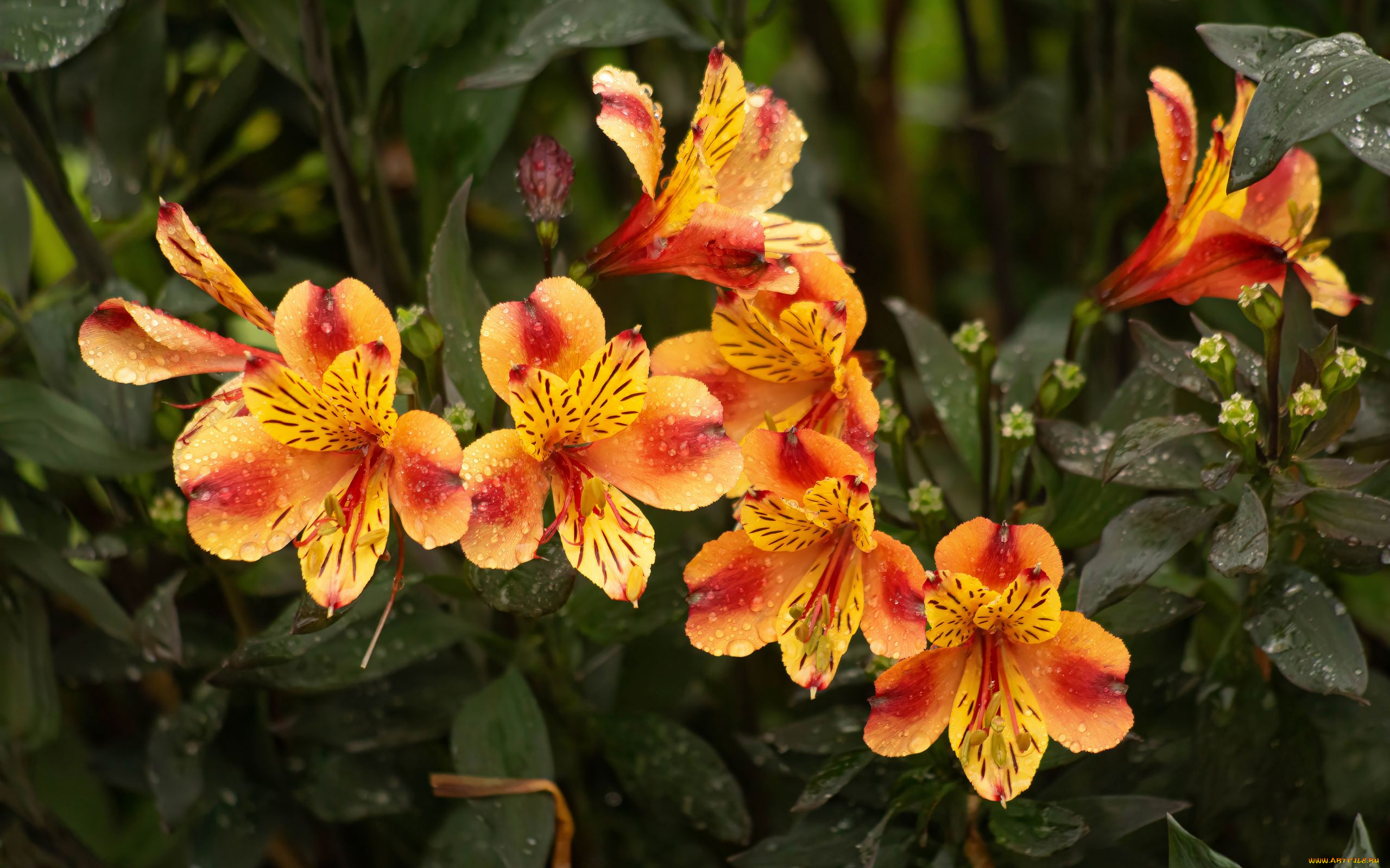 цветы, альстромерия, пестрая, капли