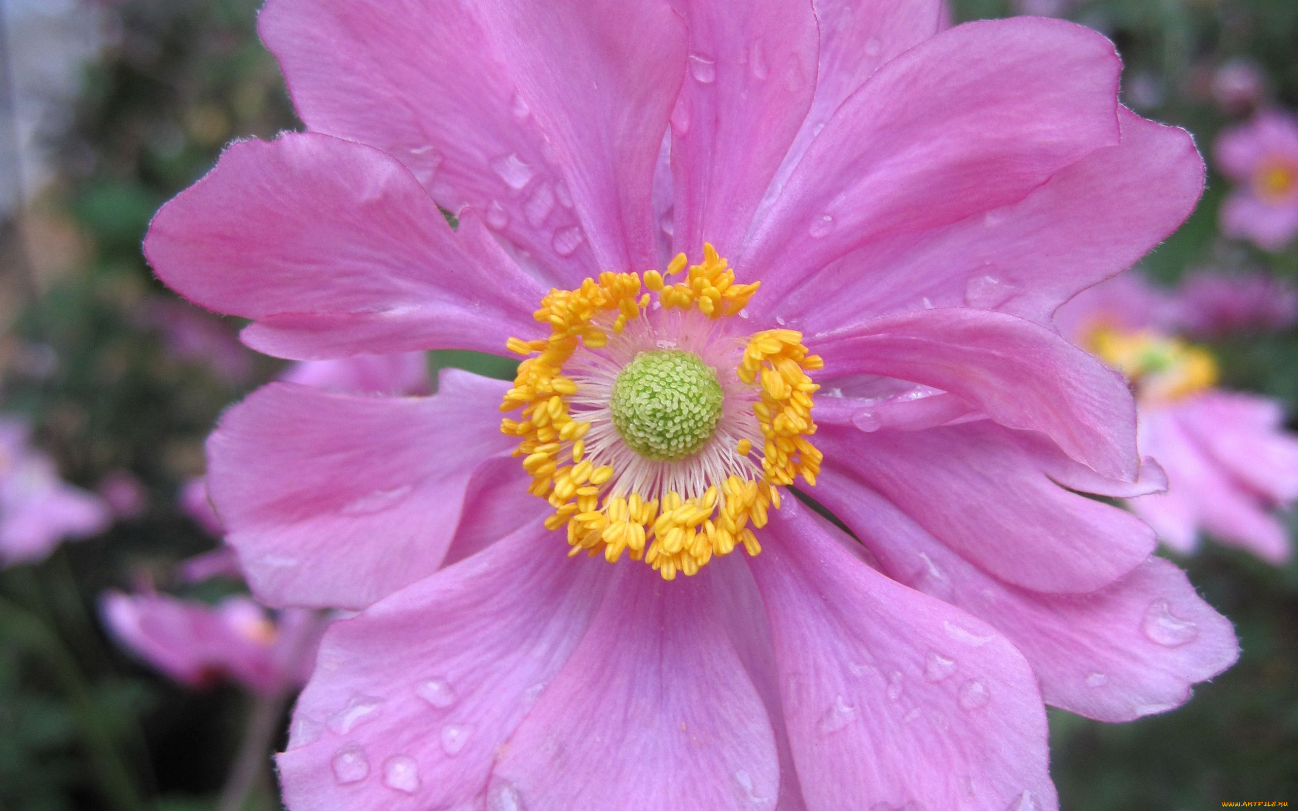 цветы, анемоны, , сон-трава, розовый, анемон, макро, капли