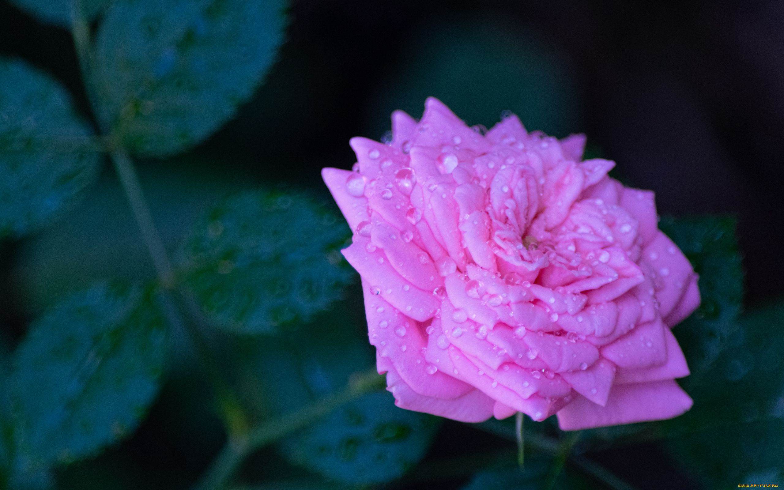 цветы, розы, капли, роза, розовая