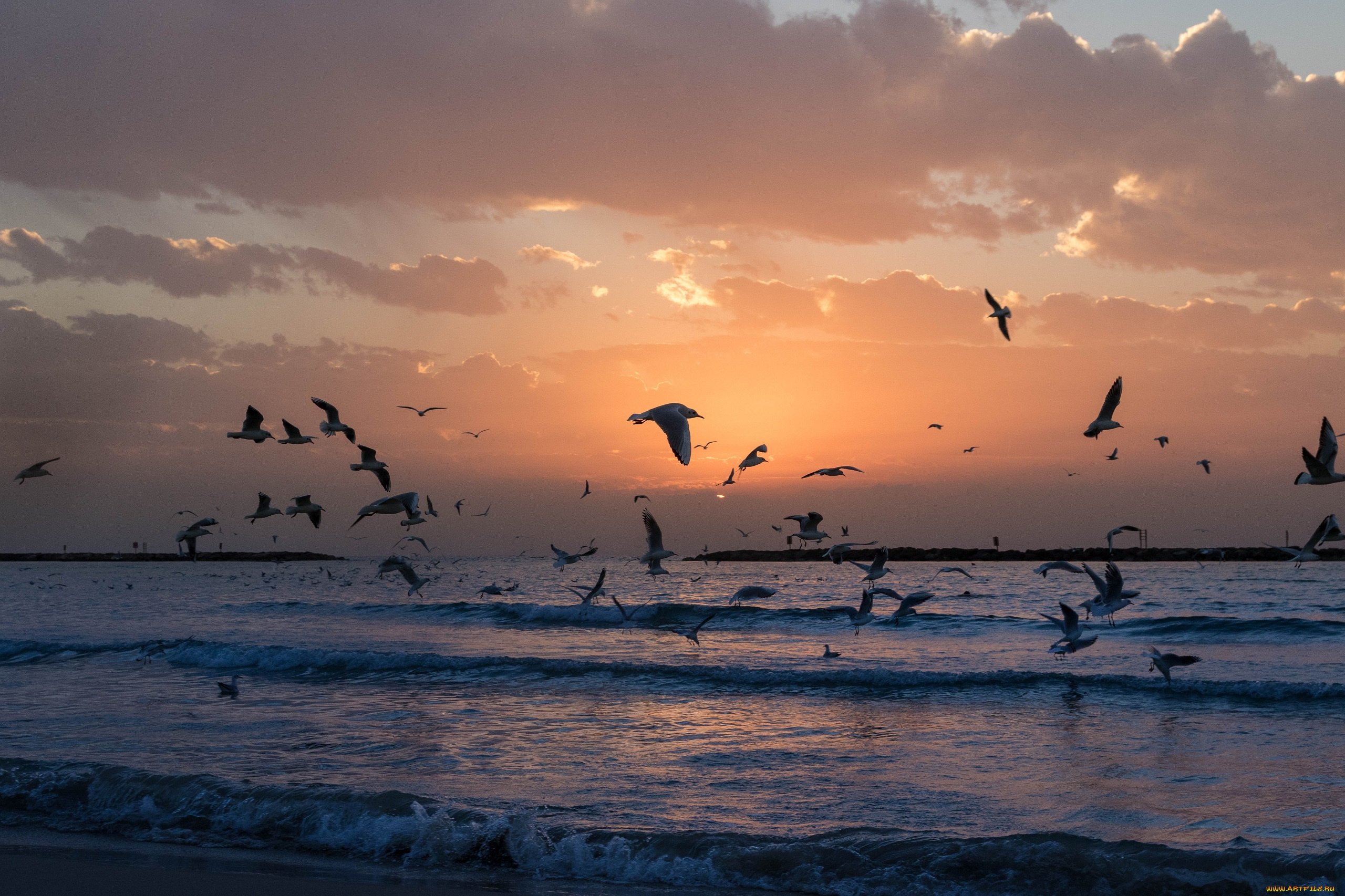 животные, чайки, , бакланы, , крачки, птицы