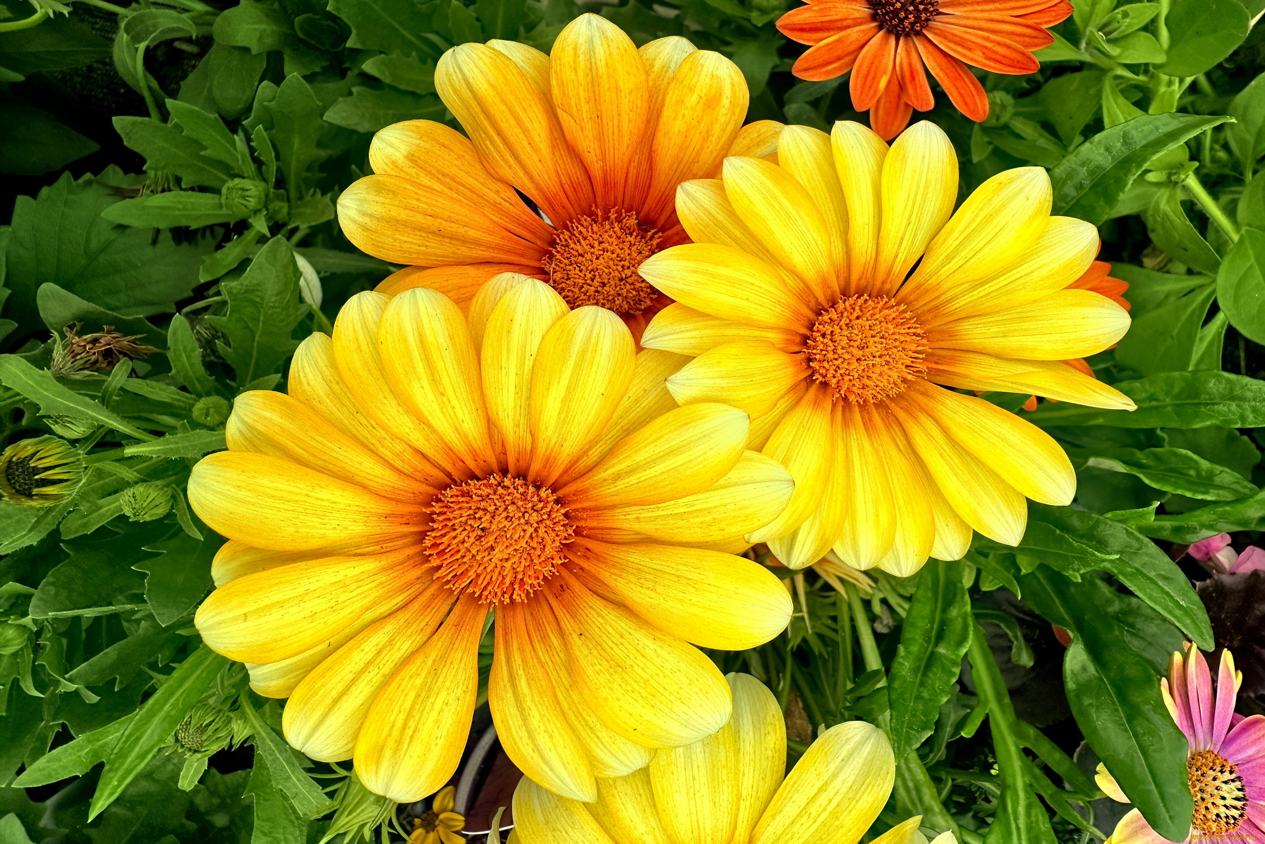 цветы, газания, желтая, макро