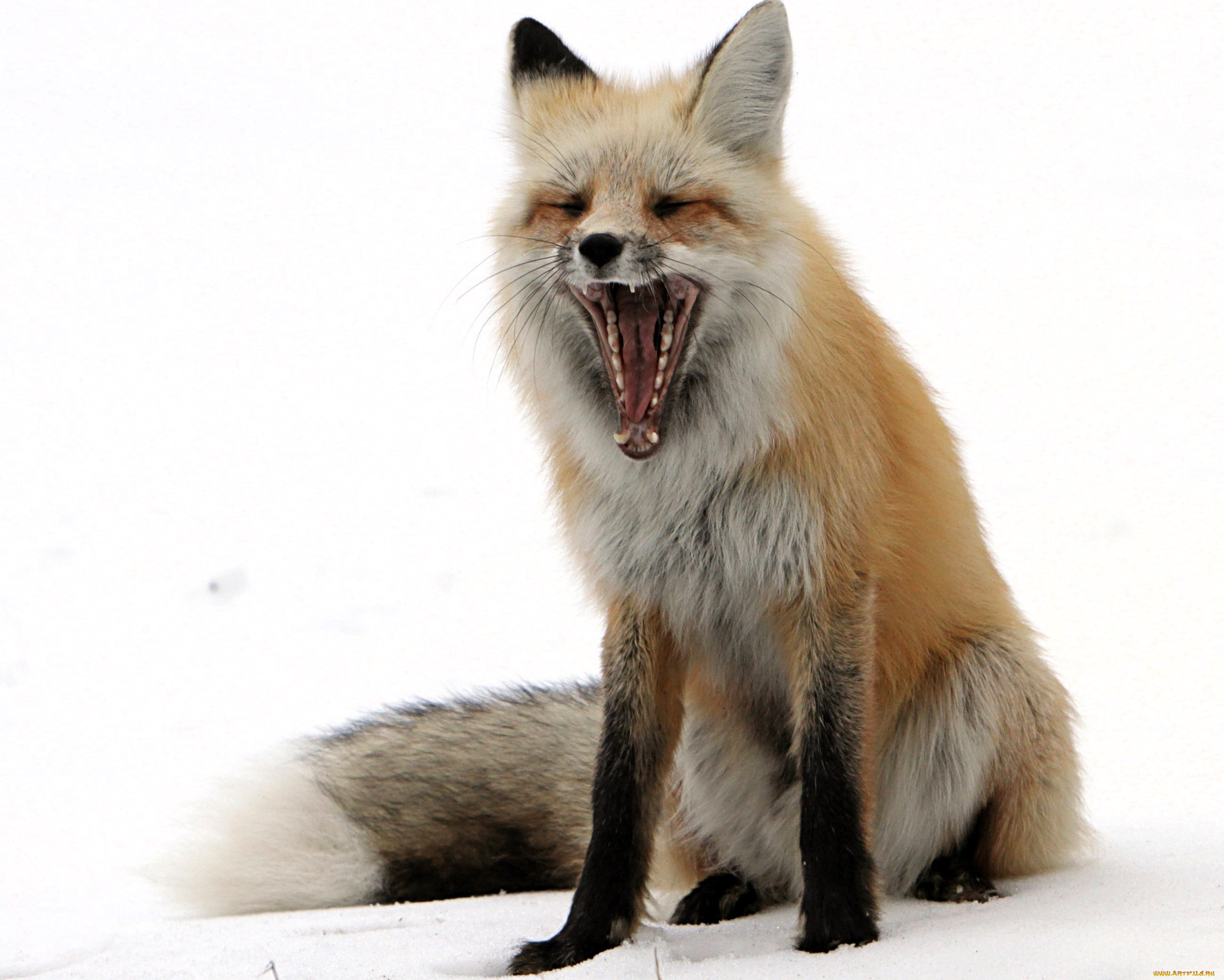 животные, лисы, лиса, зевок, снег