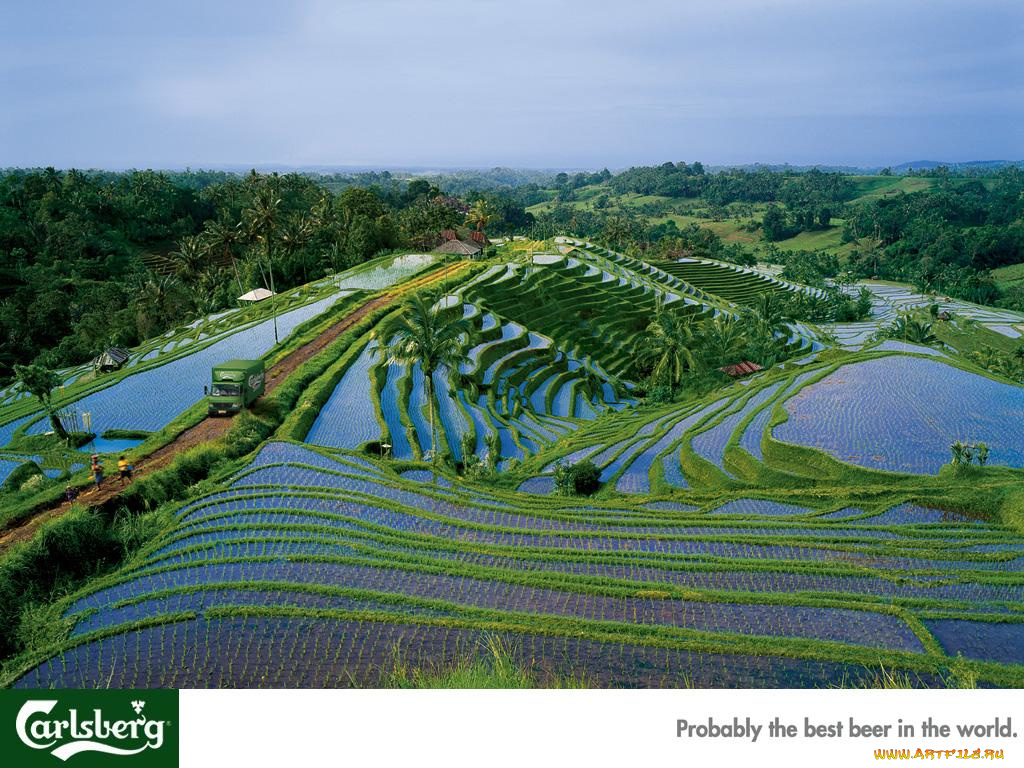 бренды, carlsberg