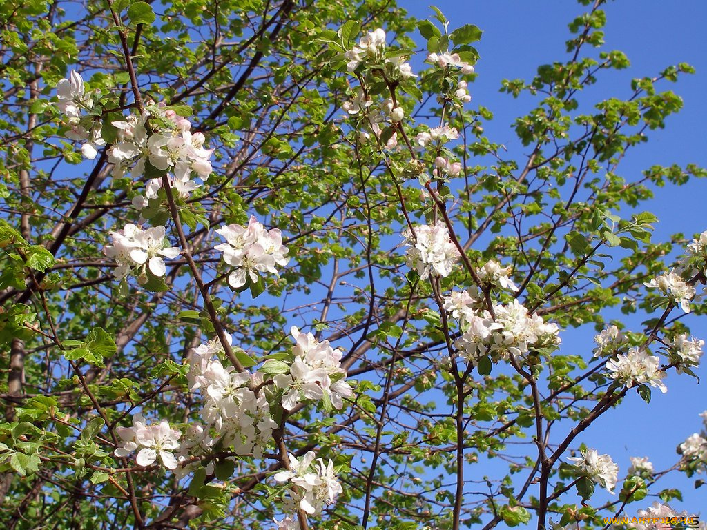 цветы, цветущие, деревья, кустарники