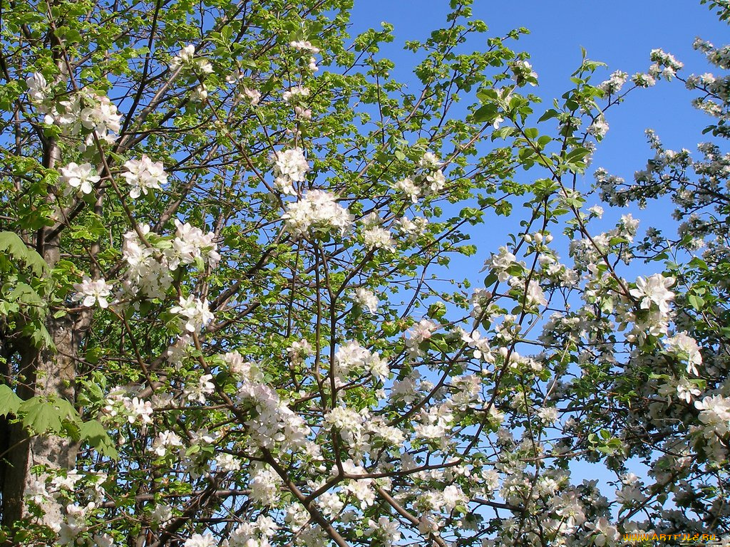 цветы, цветущие, деревья, кустарники