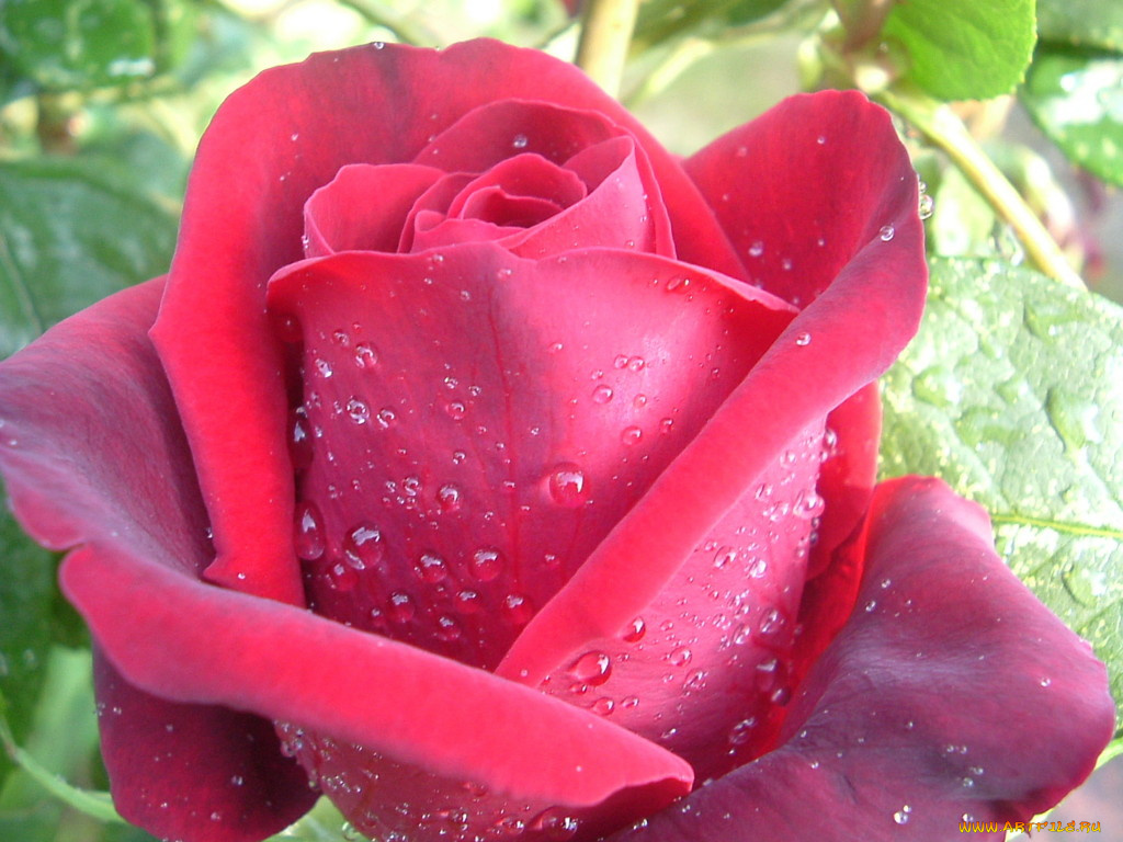 цветы, розы