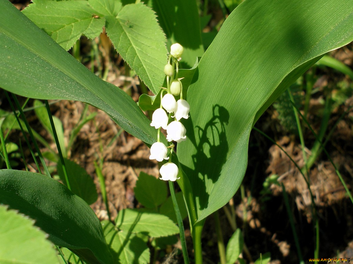 цветы, ландыши
