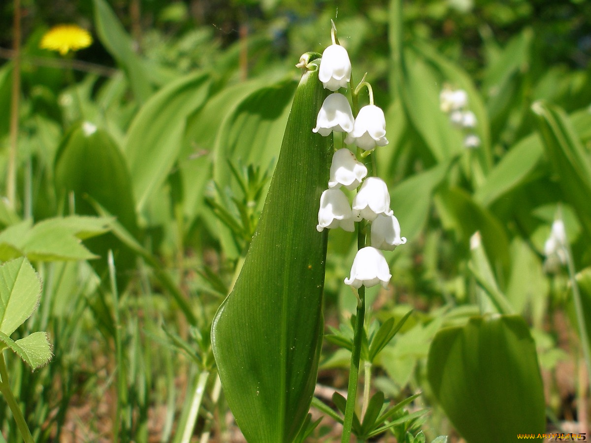 цветы, ландыши