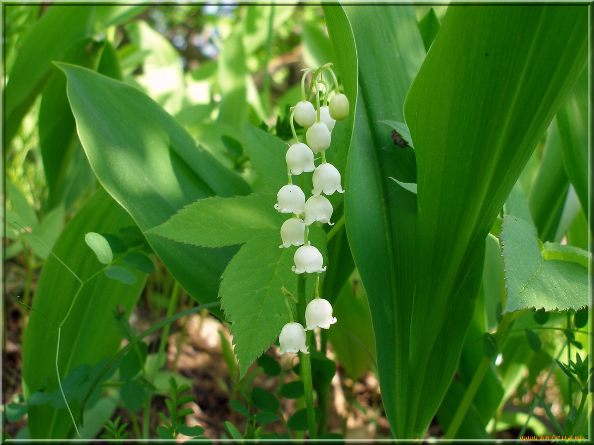 цветы, ландыши