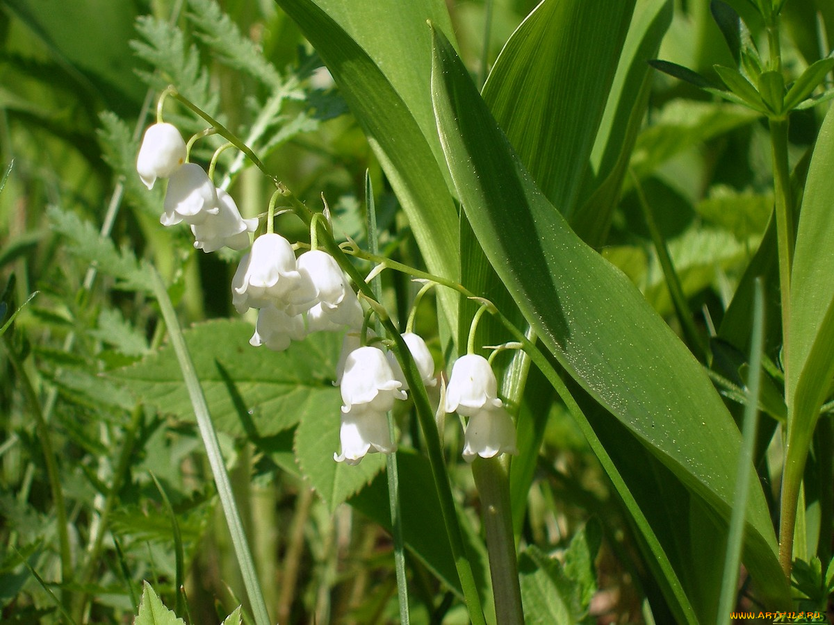 цветы, ландыши