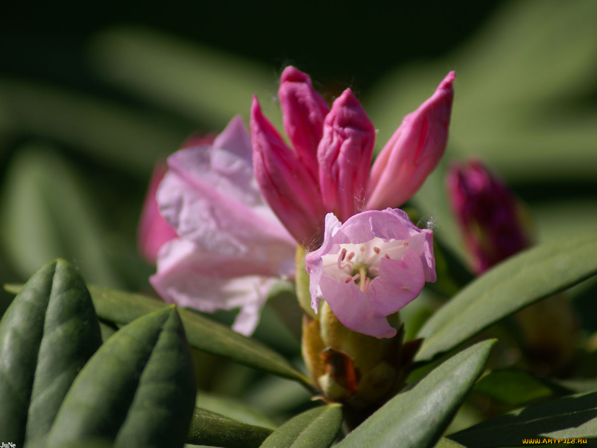 куст, цветы, рододендроны, азалии