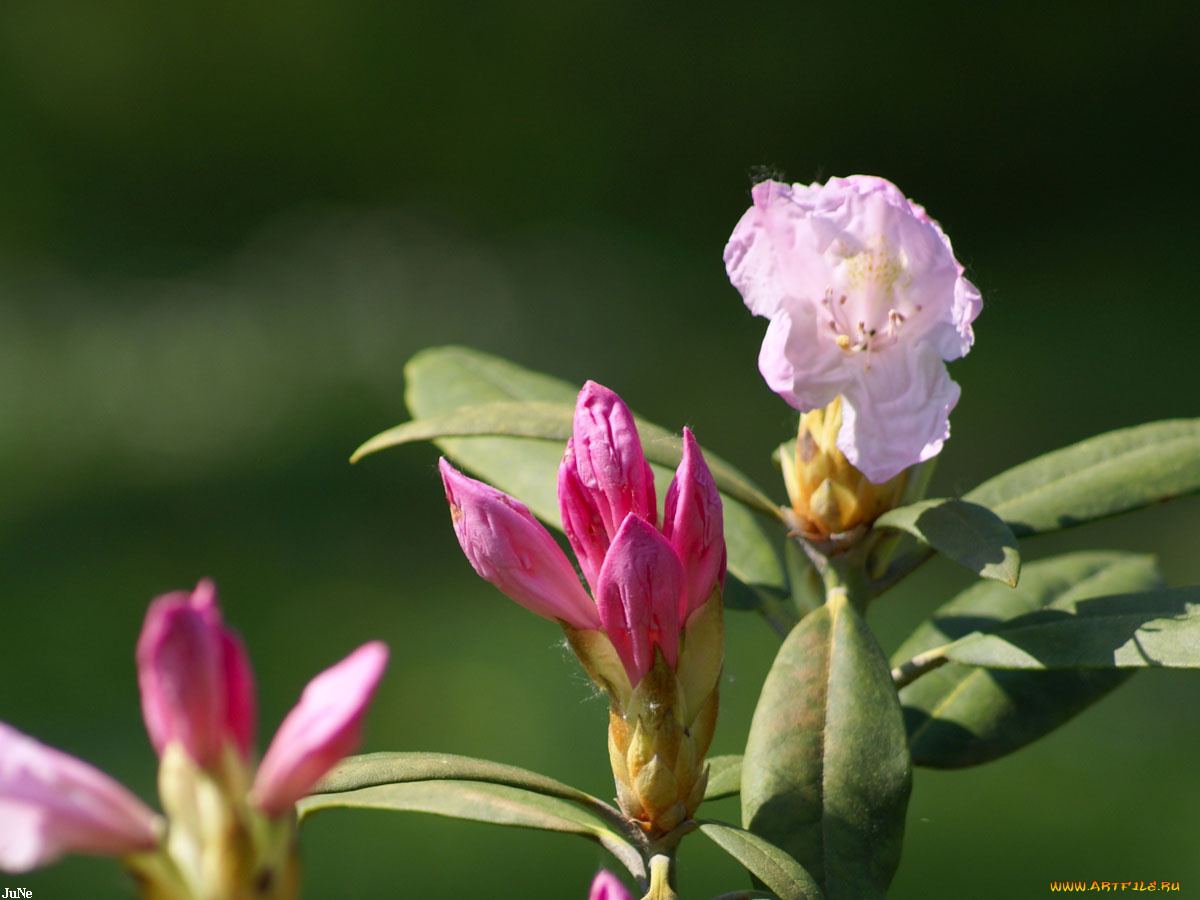 куст, цветы, рододендроны, азалии