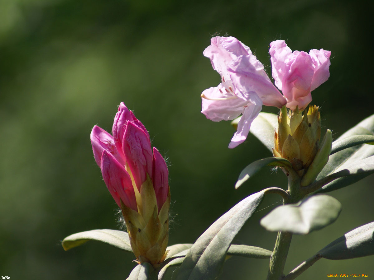 куст, цветы, рододендроны, азалии