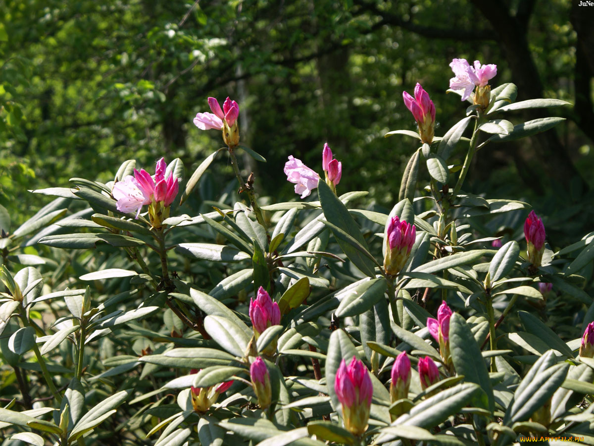 куст, цветы, рододендроны, азалии