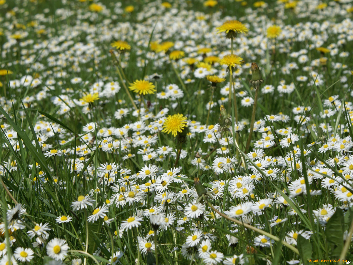 одуванчики, цветы, луговые, полевые