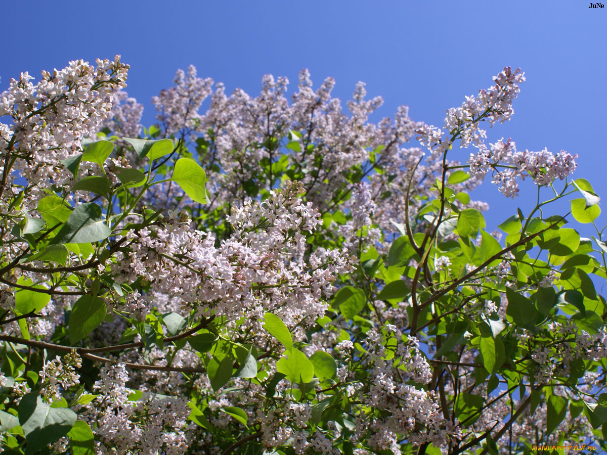 сирень, цветы