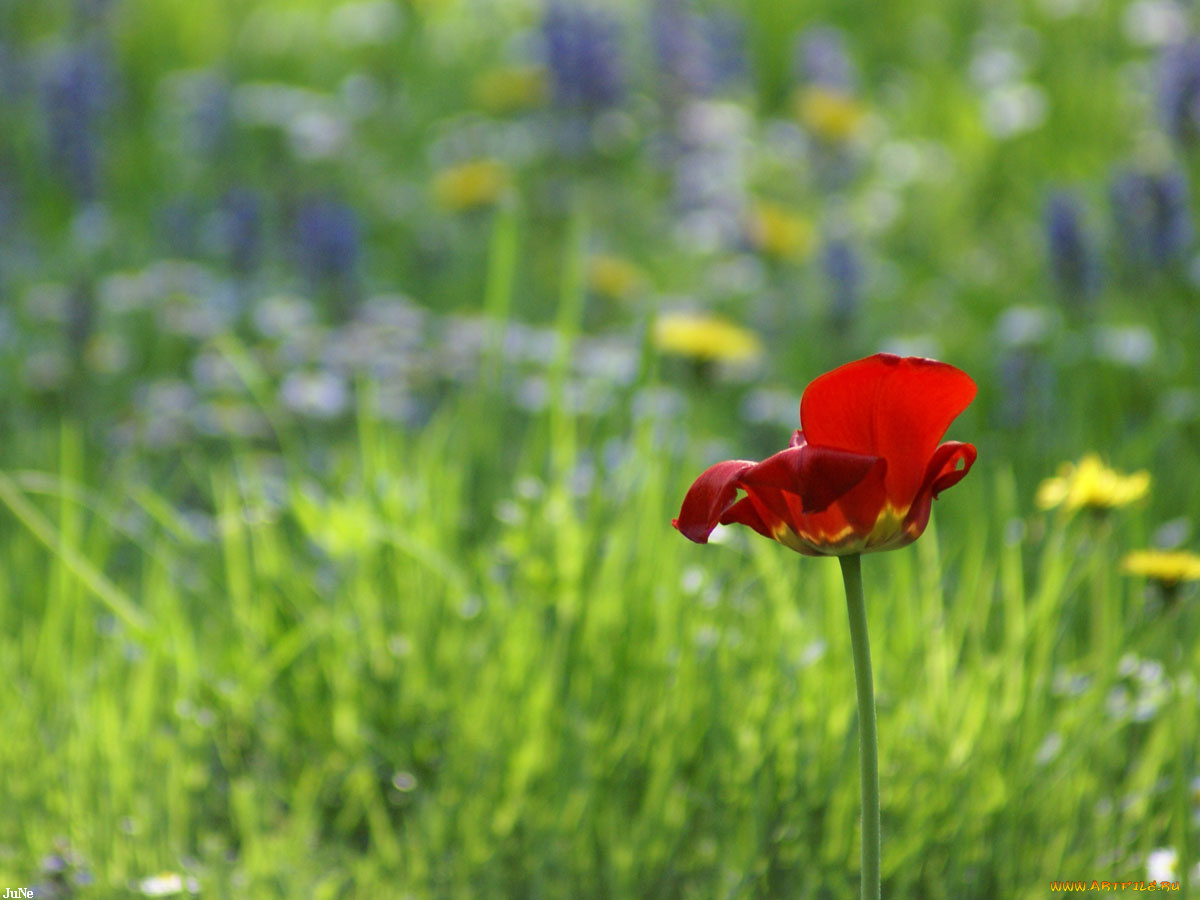 тюльпан, цветы, тюльпаны