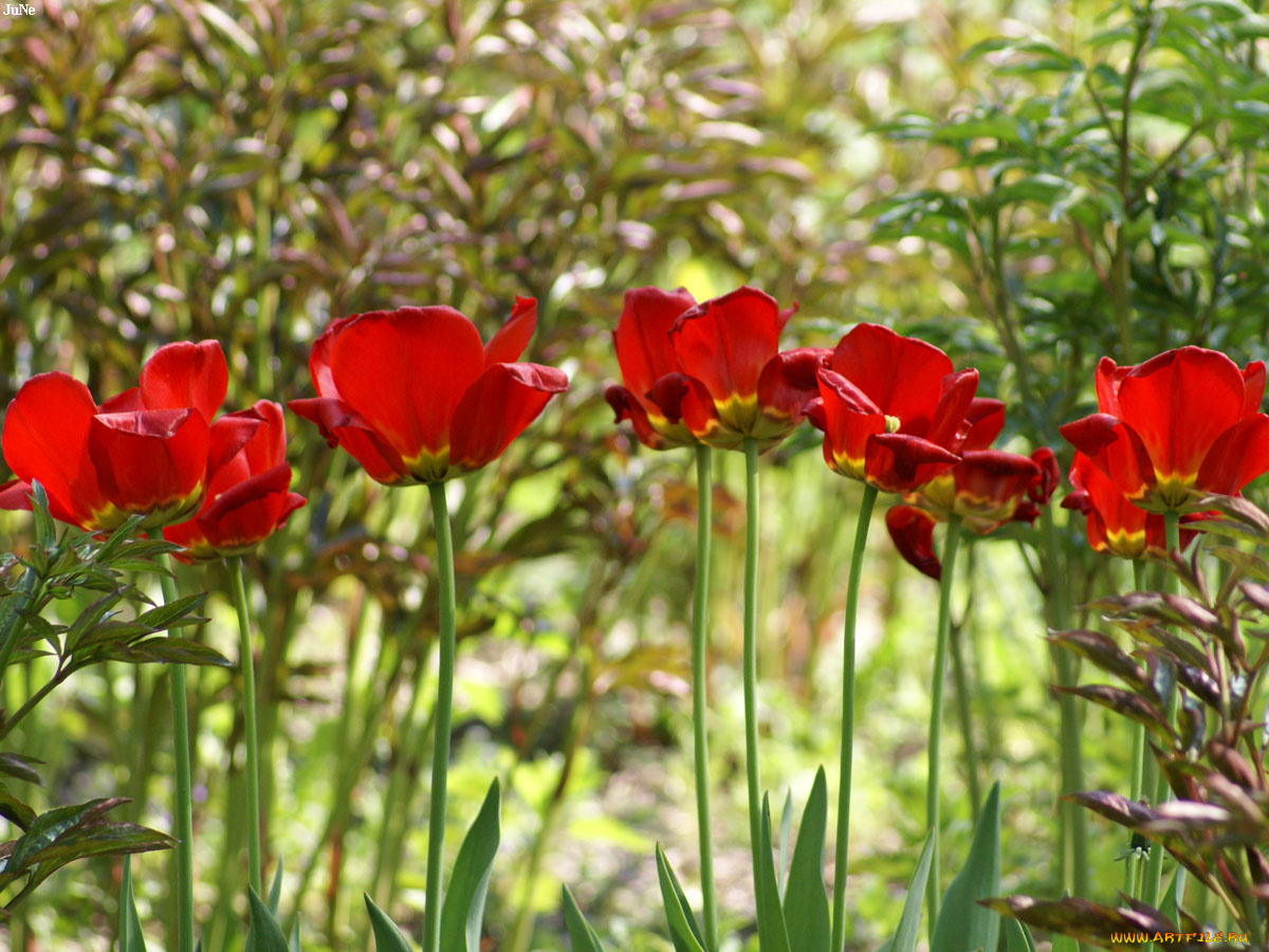 тюльпан, цветы, тюльпаны