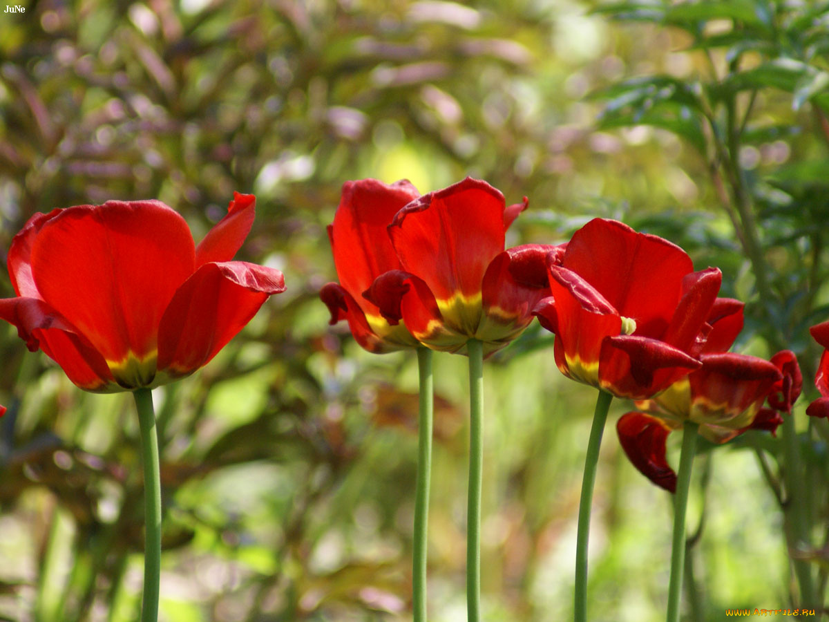 тюльпаны, цветы