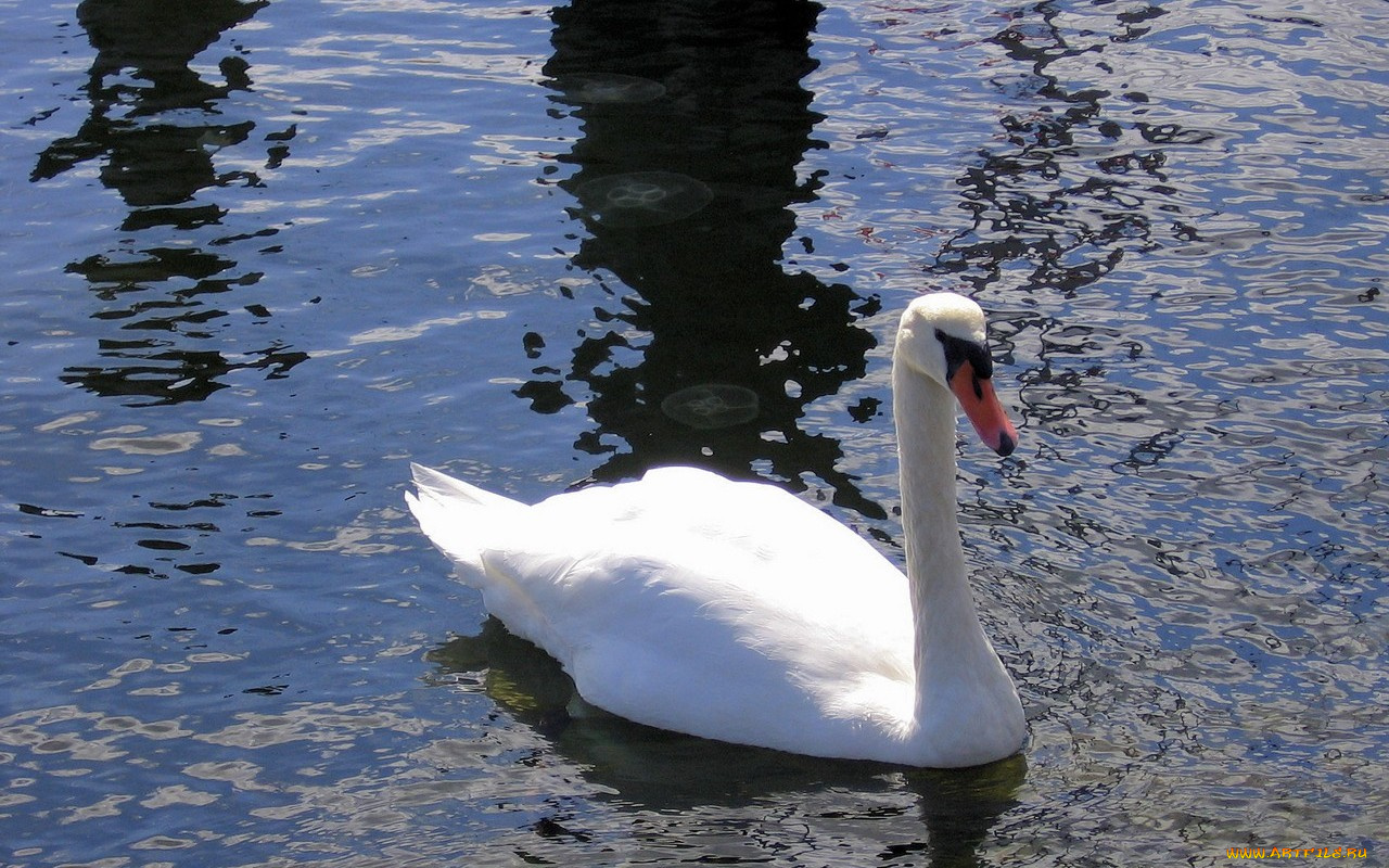 животные, лебеди
