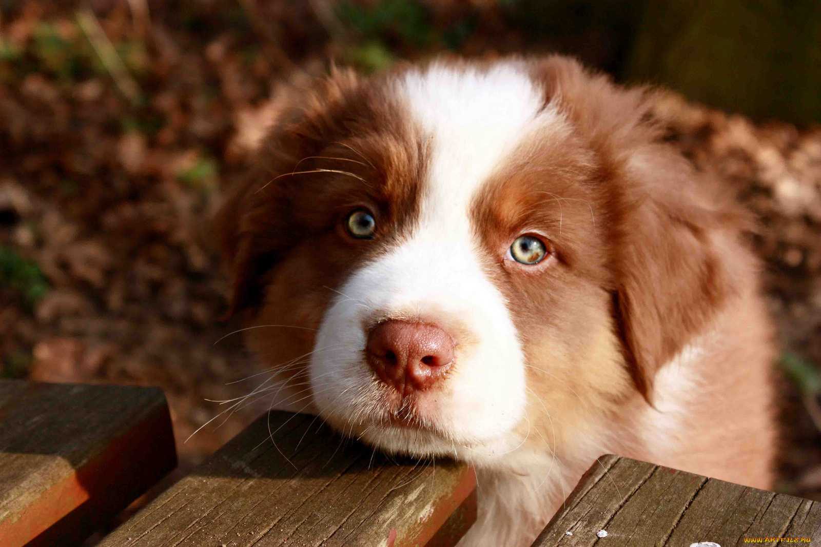 животные, собаки, пастушка, щенок, австралийская, овчарка