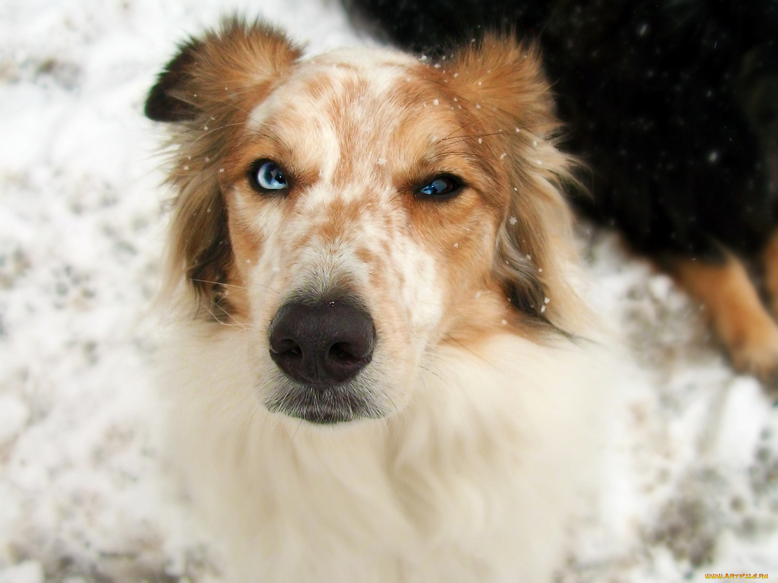 животные, собаки, австралийская, овчарка, пастушка