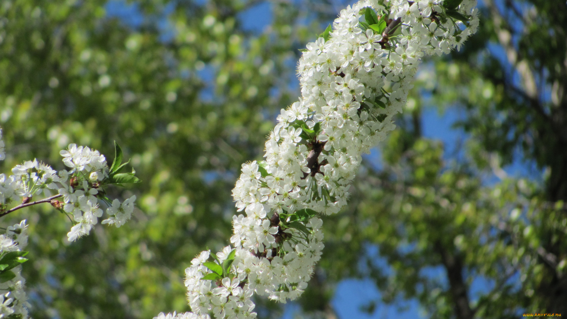 цветы, цветущие, деревья, кустарники, ветка, весна, цветение