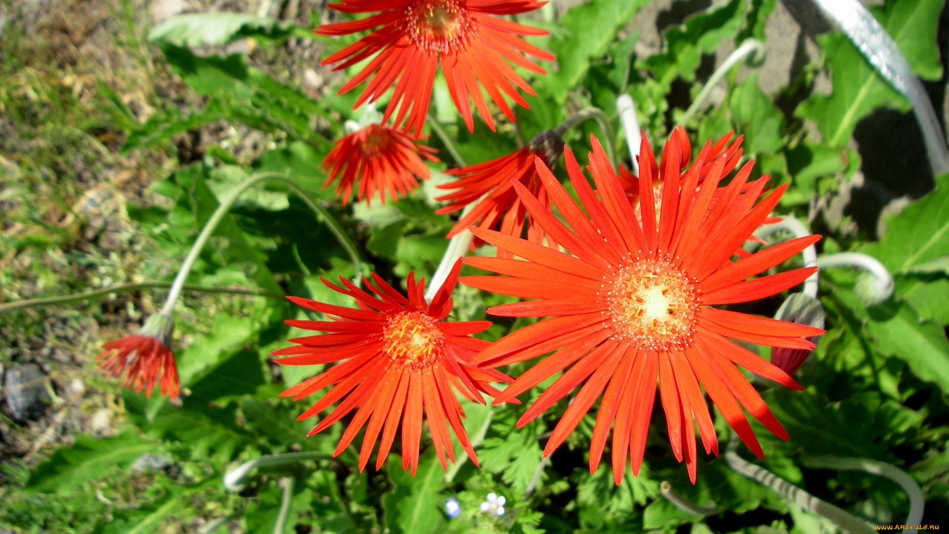 цветы, герберы, листья