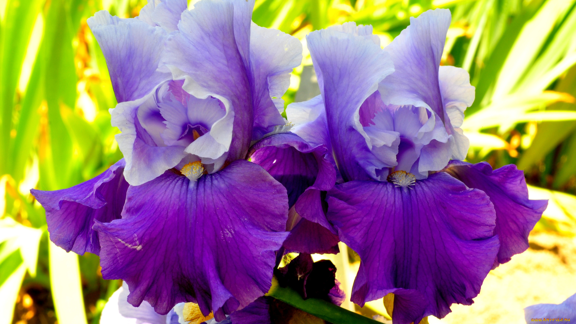 цветы, ирисы, сиреневый, фиолетовый