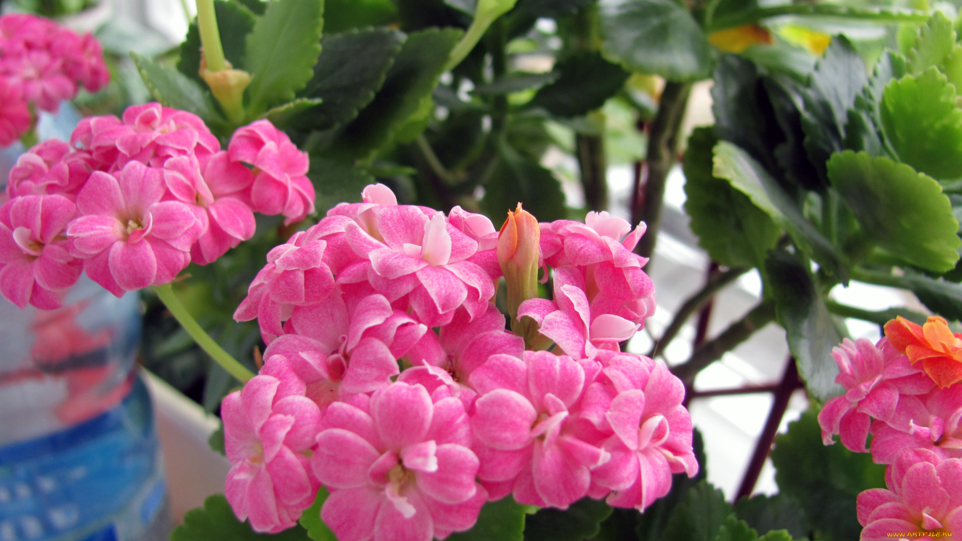 цветы, каланхоэ, розовый