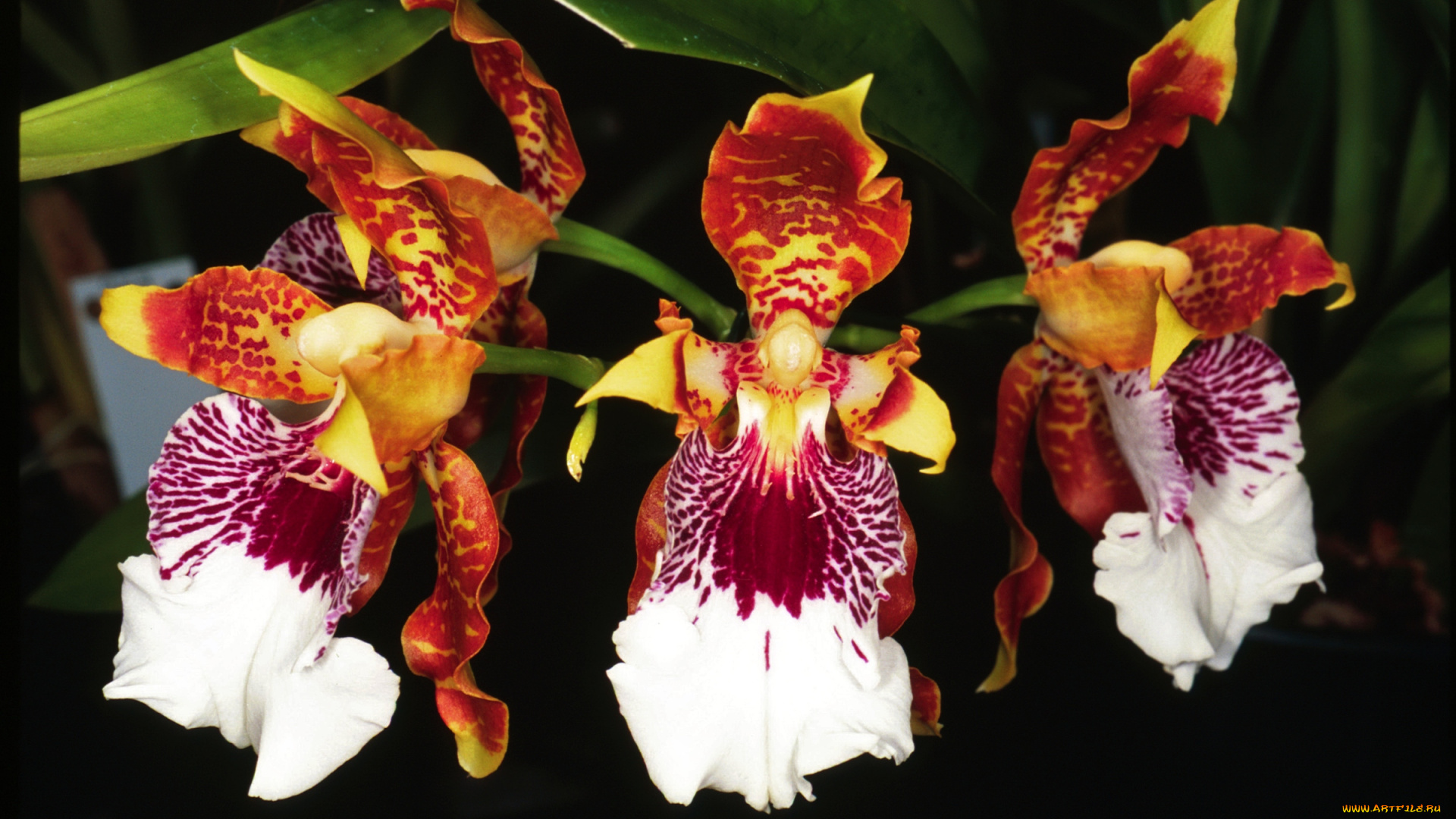 цветы, орхидеи, экзотика