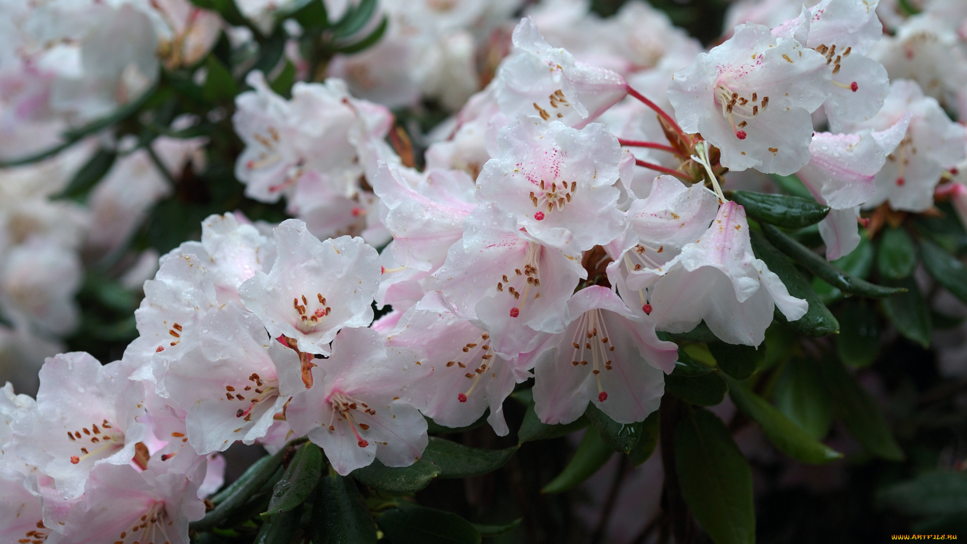 цветы, рододендроны, азалии, бледно-розовый, капли