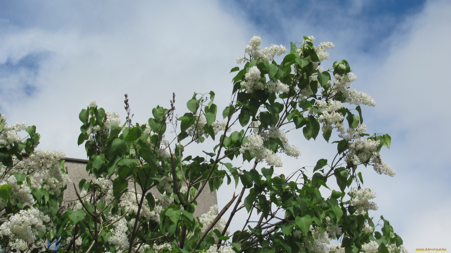 цветы, сирень, облака, небо