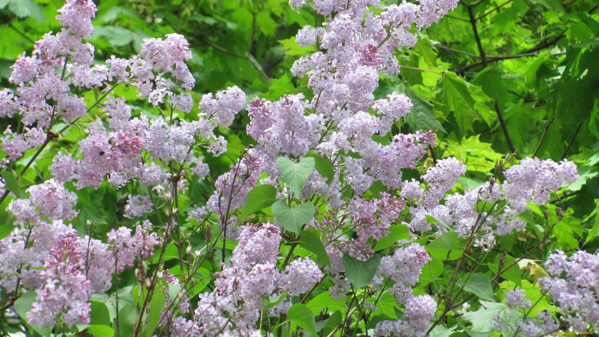 цветы, сирень, зеленый, сиреневый