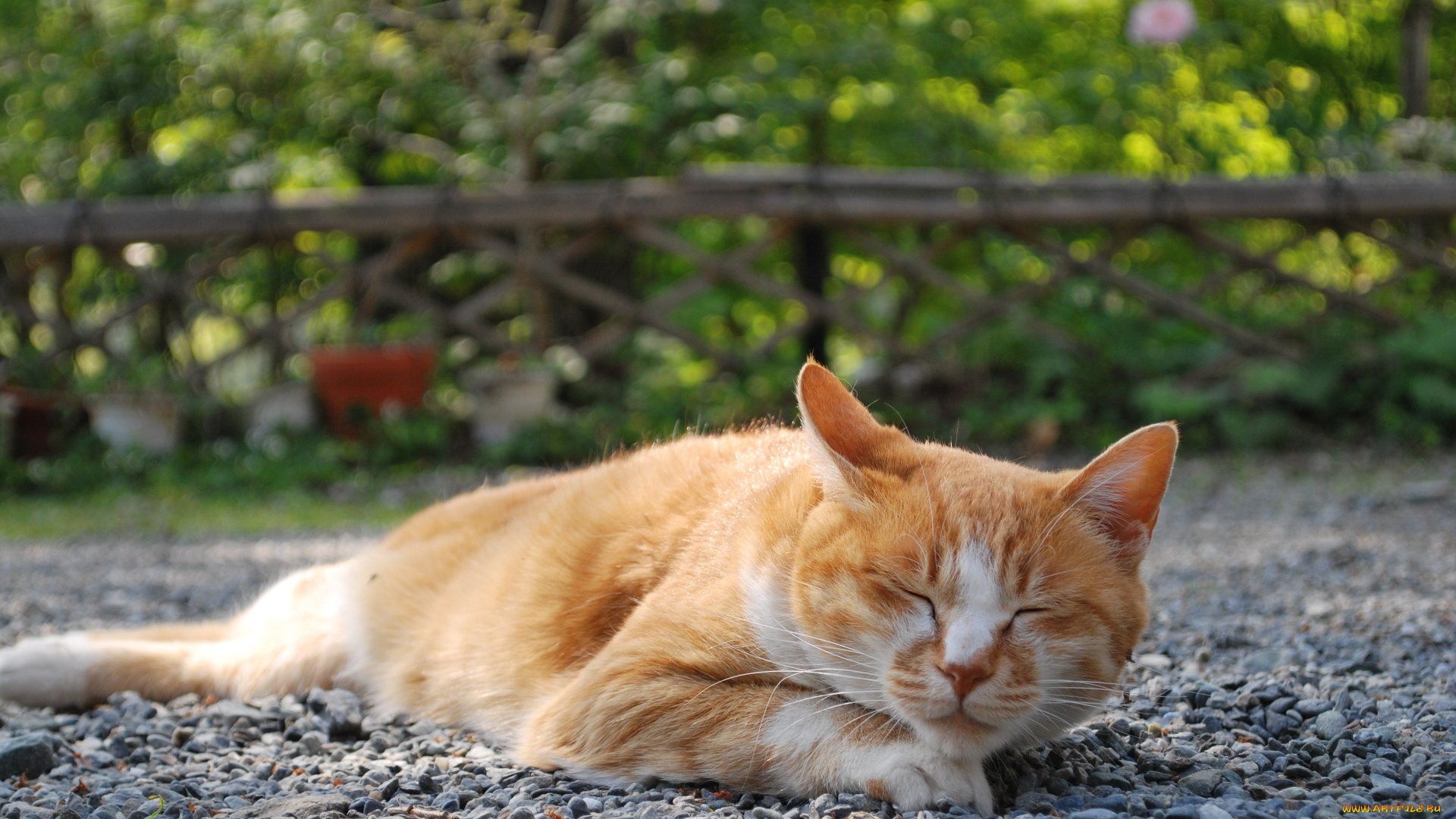 животные, коты, кот, рыжий