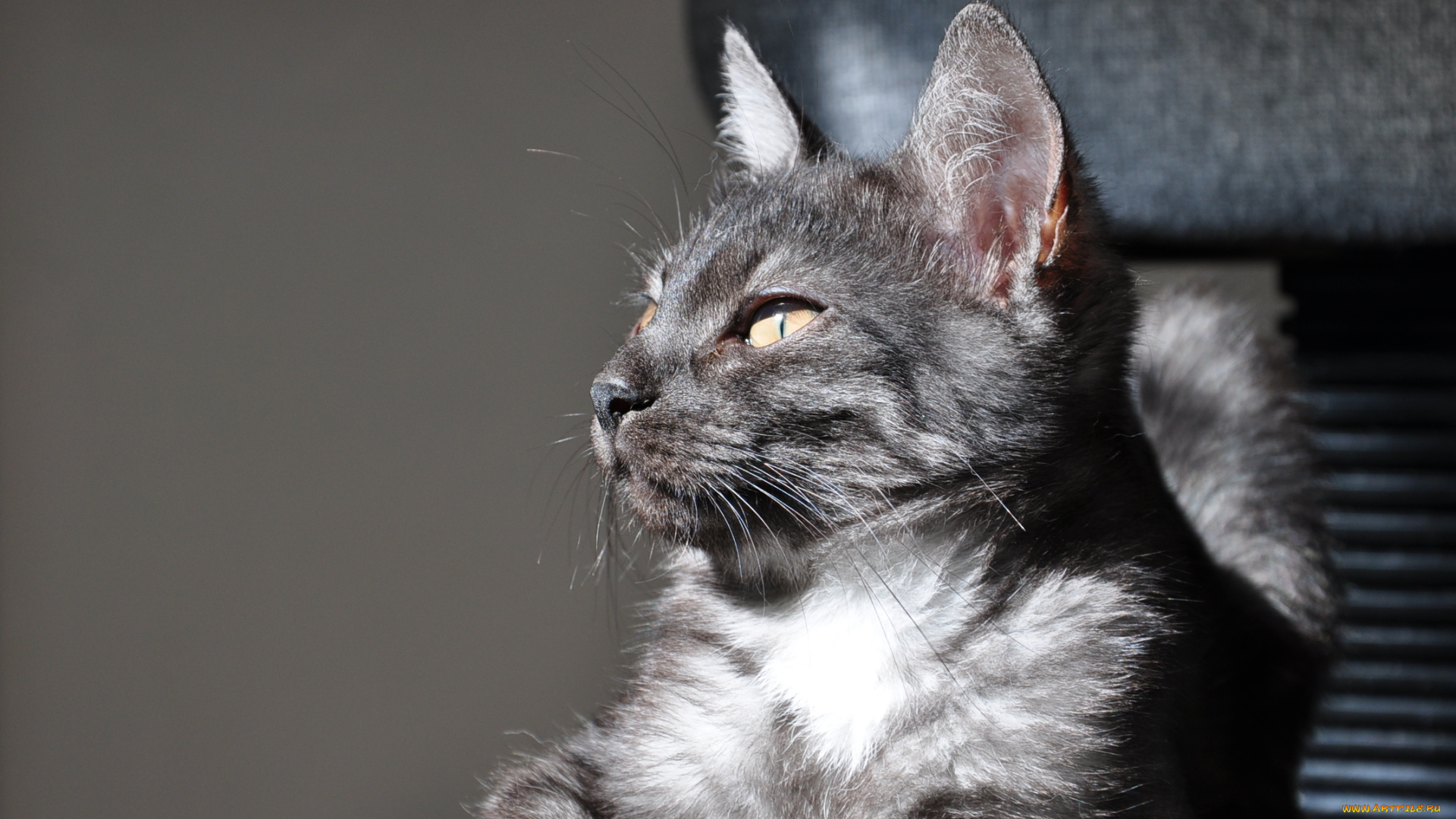 животные, коты, портрет