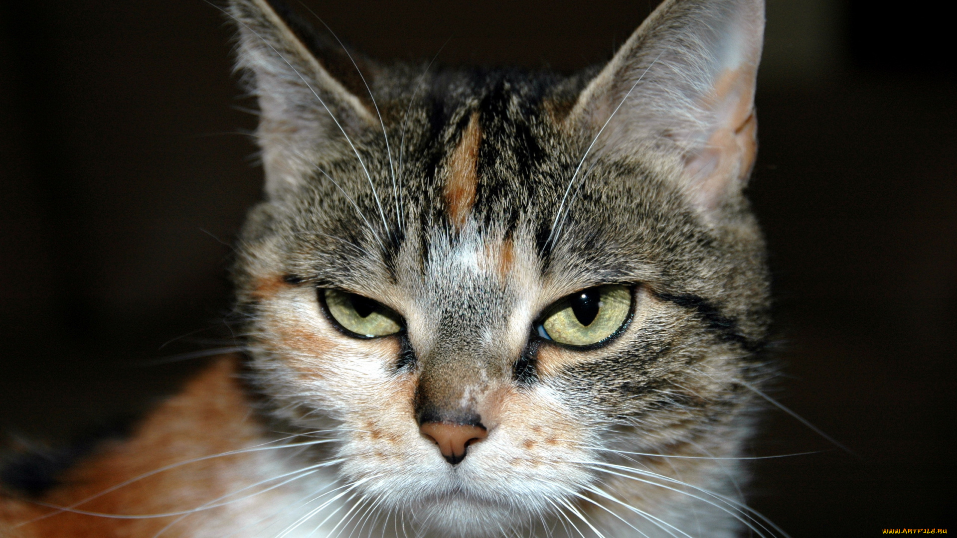 животные, коты, взгляд, портрет