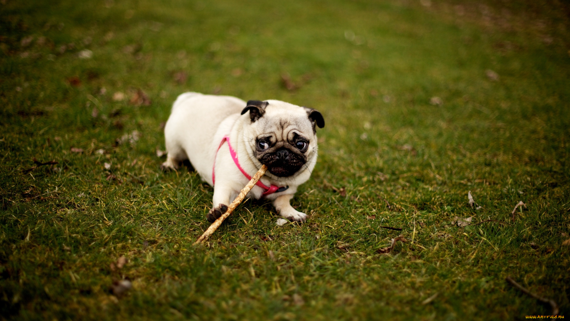 животные, собаки, мопс
