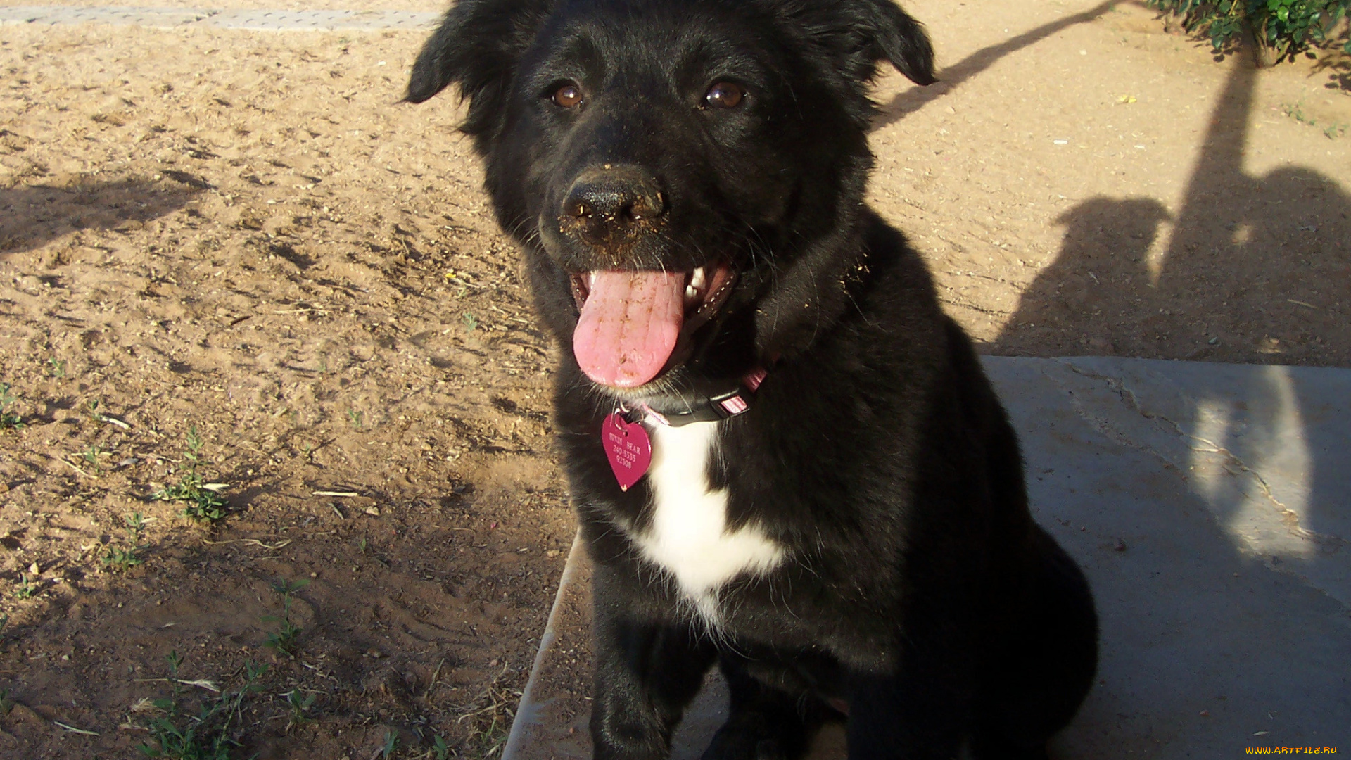животные, собаки, язык, пёс