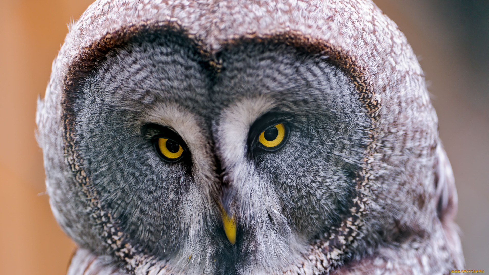 животные, совы, бородатая, неясыть, great, grey, owl, lapland