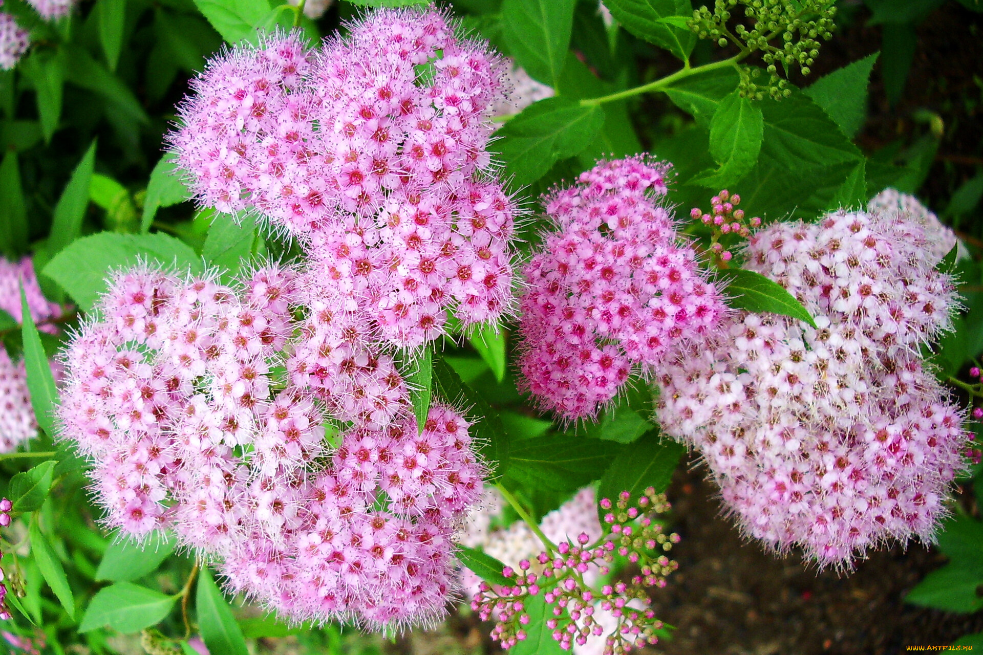 цветы, цветущие, деревья, кустарники, листья