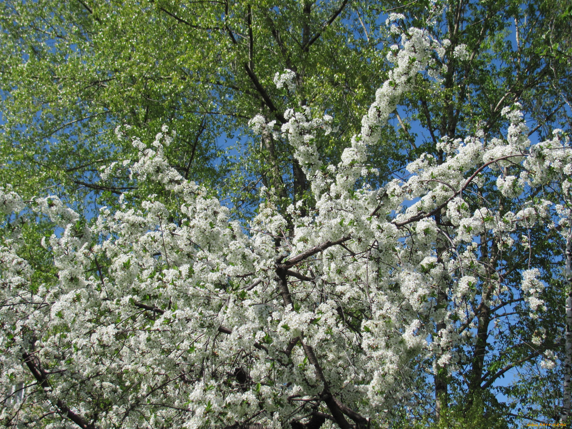 цветы, цветущие, деревья, кустарники, цветение, весна